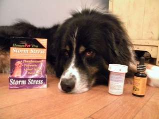 Drugged Dog