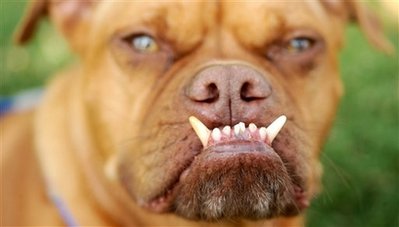 Ugly Dog